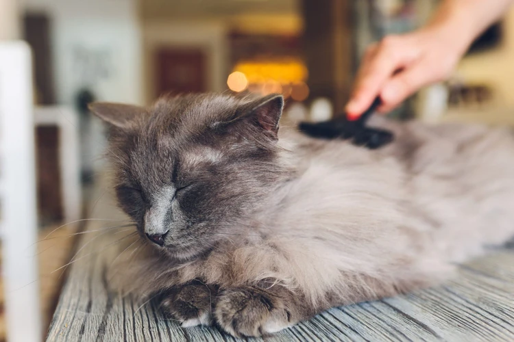 How Does Stress Cause Shedding?