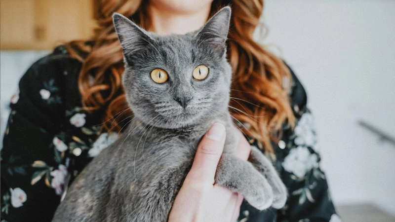 How Much Essential Fatty Acids Does Your Cat Need?