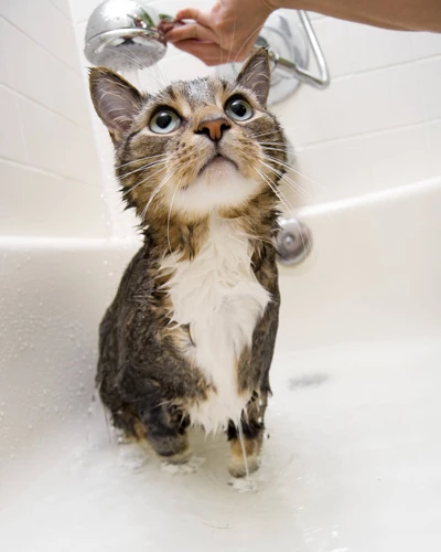How Often Should You Bathe Your American Shorthair