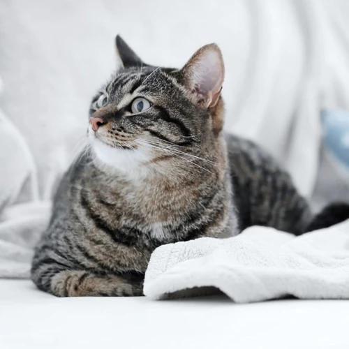 How Often Should You Bring Your American Shorthair For A Checkup?