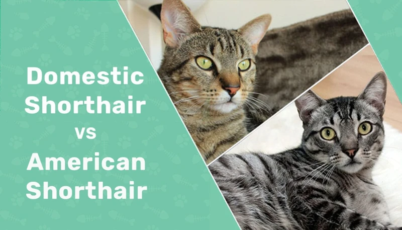 How To Assess Your American Shorthair Body Condition Score?