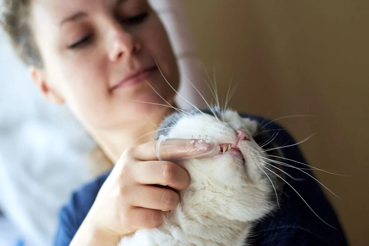 How To Brush Your Cat'S Teeth