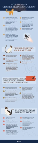 How To Get Started With Clicker Training