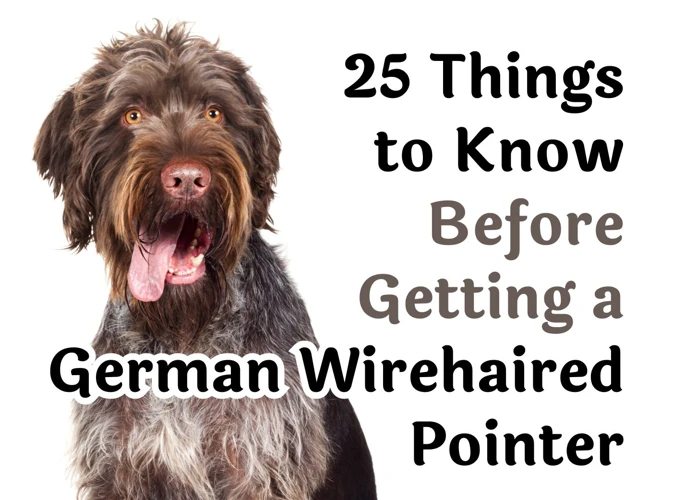 How To Identify Separation Anxiety In American Wirehairs