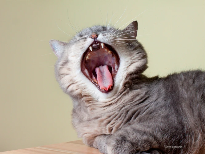 How To Keep Your Cat'S Teeth Healthy