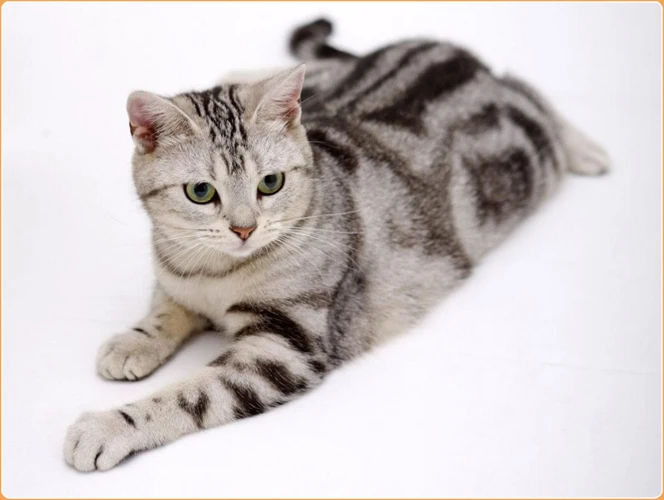 How To Trim An American Wirehair'S Claws