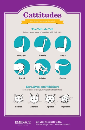 Interpreting Meows And Body Language Together