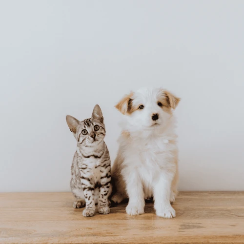 Introducing Your Kitten To Dogs