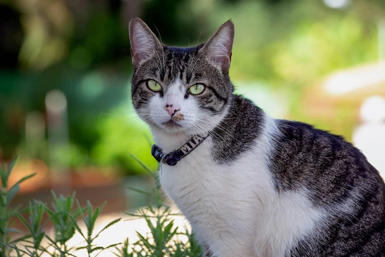 Introduction: Getting To Know Your American Wirehair