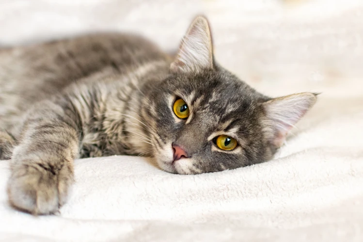 Managing Arthritis In American Shorthair Cats