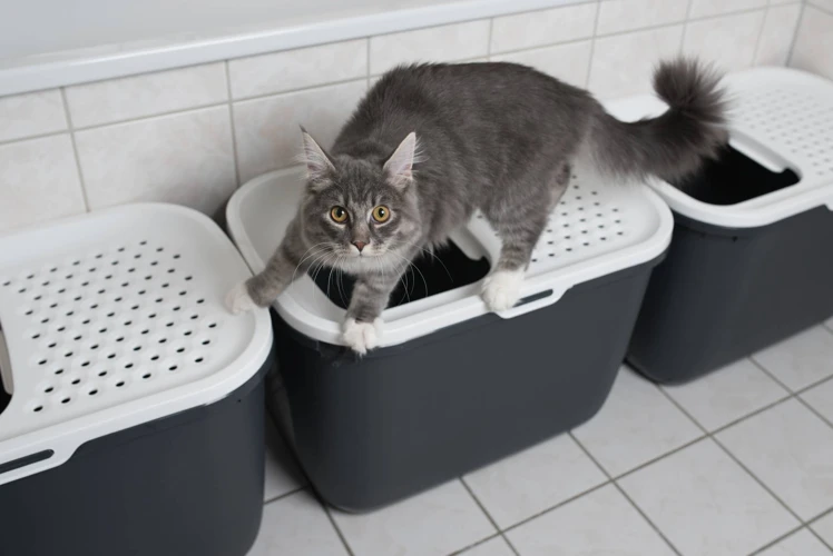 Mistake #1: Choosing The Wrong Litter Box