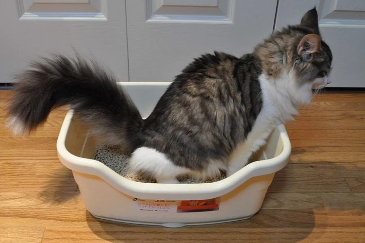 Mistake #2: Putting The Litter Box In The Wrong Place