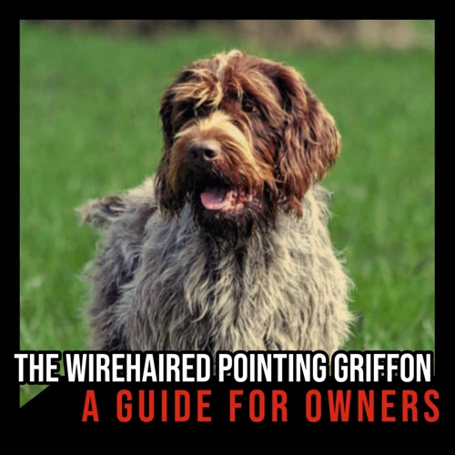 Mistake #4: Punishing Your Wirehair