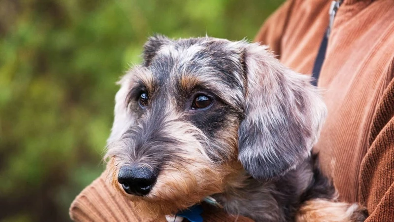 Myth #1: American Wirehairs Are Hypoallergenic