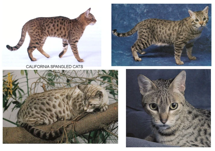 Preparing Your California Spangled Cat For Breeding