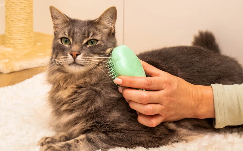 Preparing Your Cat For Brushing