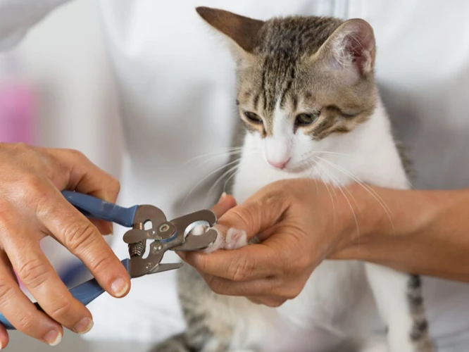 Preparing Your Cat For Nail Clipping