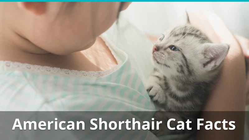 Preventing Allergies In American Shorthair Cats