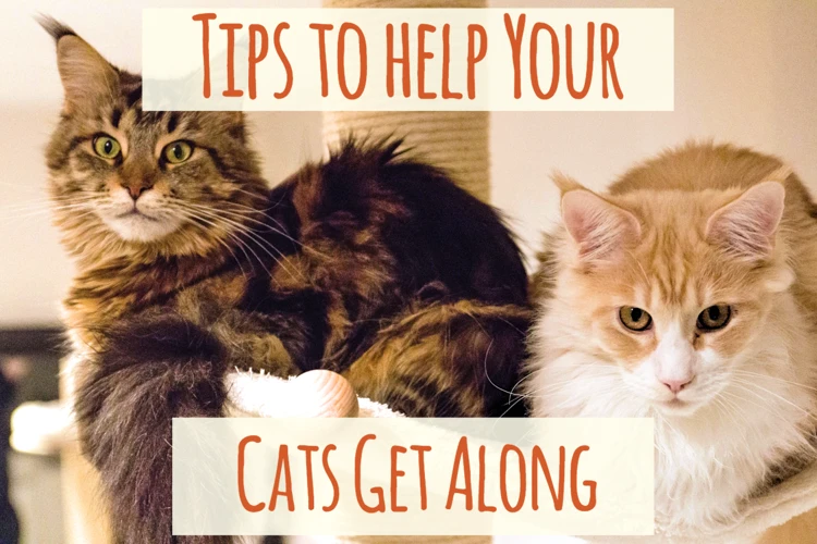 Preventing Conflicts Between Your Pets