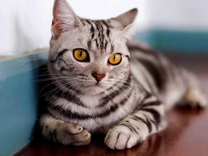 Preventing Obesity In American Shorthairs