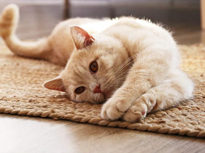 Preventing Urinary Tract Issues In American Shorthair Cats
