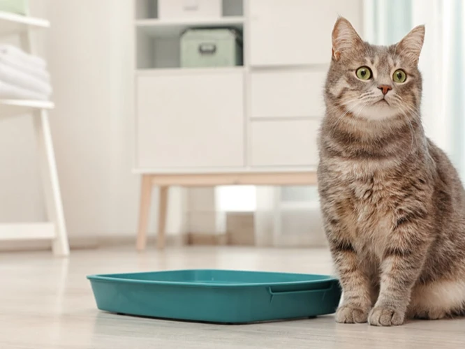 Section 1: Why Consistent Litter Box Training Is Crucial