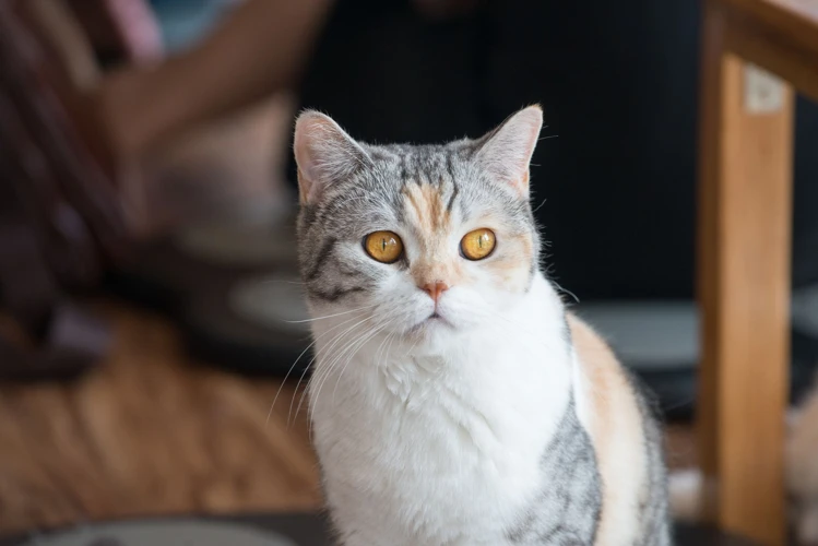 Signs Of Boredom In American Wirehairs