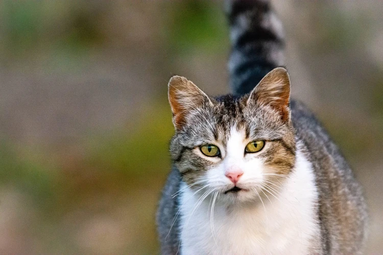 Signs Of Pregnancy In Wirehair Cats