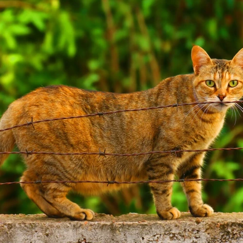 Signs Your American Wirehair Is Pregnant