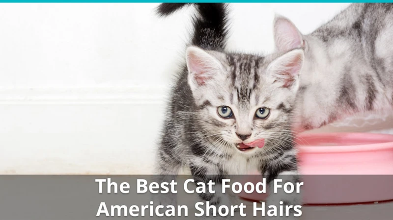 Special Dietary Needs For American Shorthair Cats With Health Issues