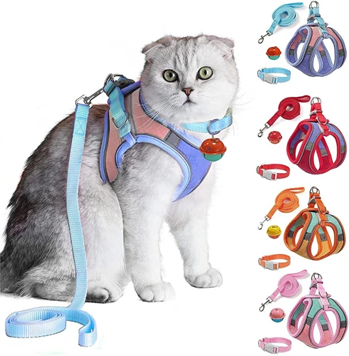 Supplies You Will Need For Leash Training Your American Wirehair Kitten