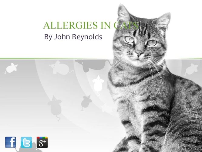 Symptoms Of Allergies In California Spangled Cats