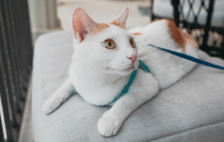 Teaching Your American Wirehair To Love The Leash