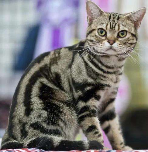 The American Shorthair In Popular Culture