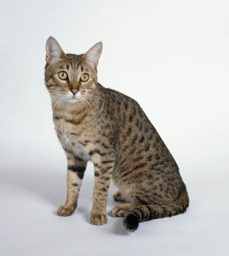 The California Spangled Cat Breed