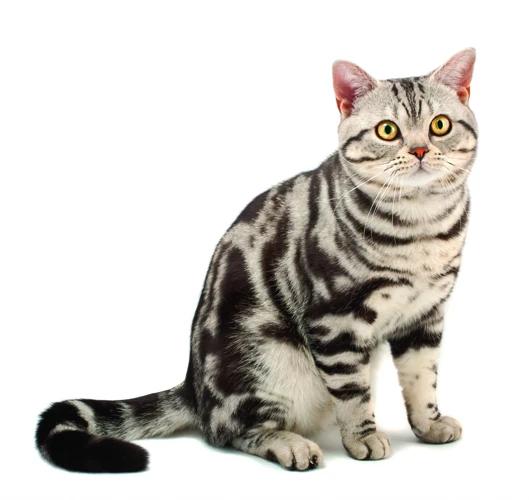 The Characteristics Of American Shorthair Breed