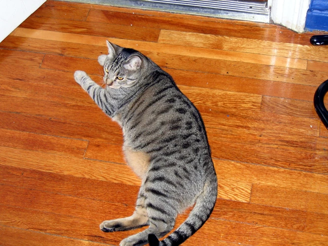The Consequences Of Obesity In California Spangled Cats