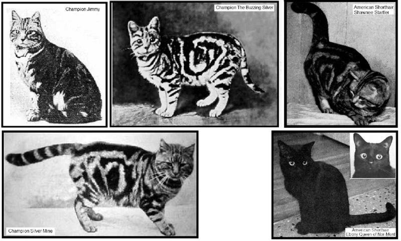The Evolution Of American Shorthair Cats Through Selective Breeding