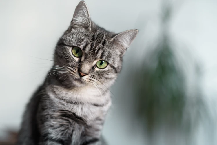 The Evolution Of Eye Colors In American Shorthairs