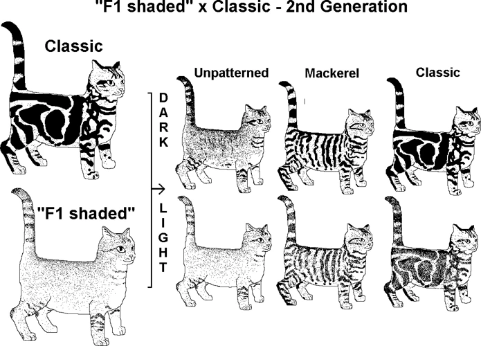 The Genetics Of American Shorthair Cats