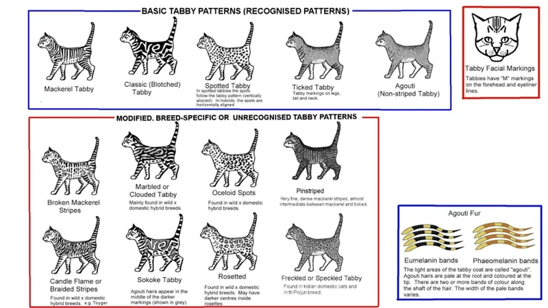 The Genetics Of Tabby Coat Patterns