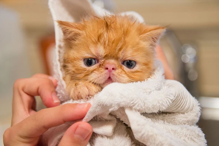 The Importance Of Bathing Your American Shorthair