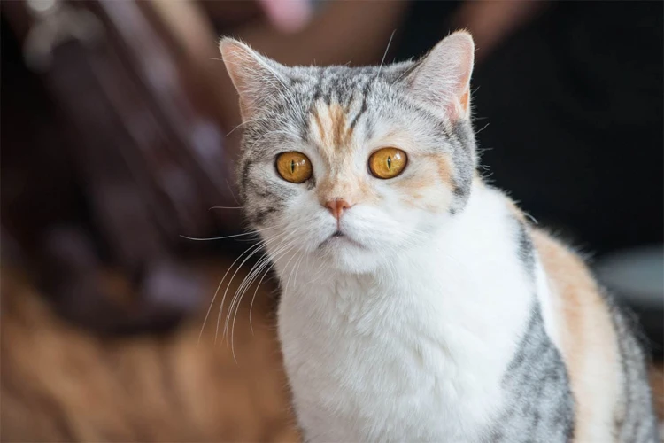 The Importance Of Genetic Diversity In Cat Breeds