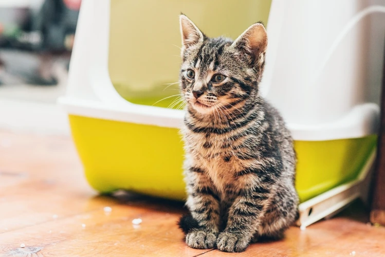 The Importance Of Litter Box Training
