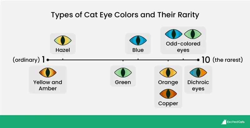 The Most Common Eye Colors: What They Mean