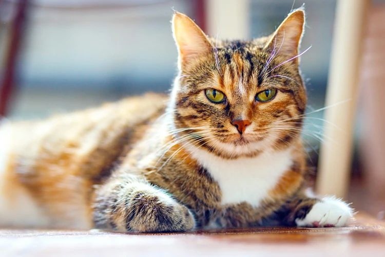 The Nature Of American Shorthair Cats
