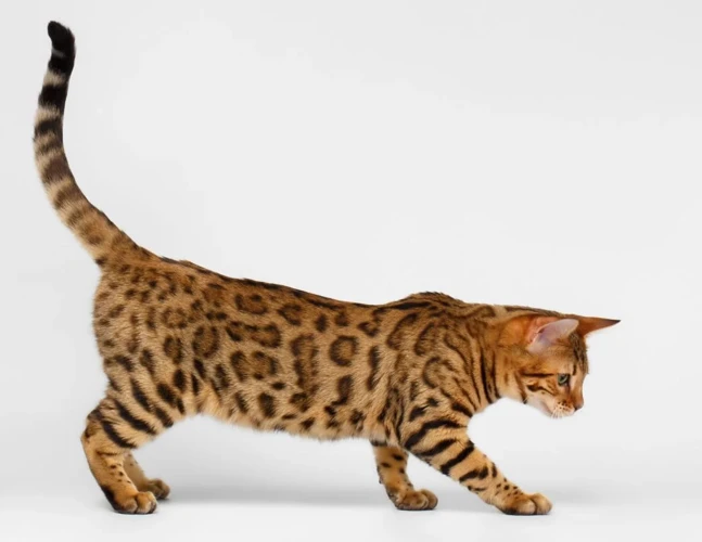 The Origin Of Spotted Coat Pattern In California Spangled Cats