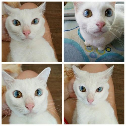The Significance Of Heterochromatic Eyes In California Spangled Cats