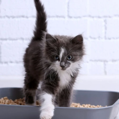 Tip #4: Train Your Kitten To Use The Litter Box