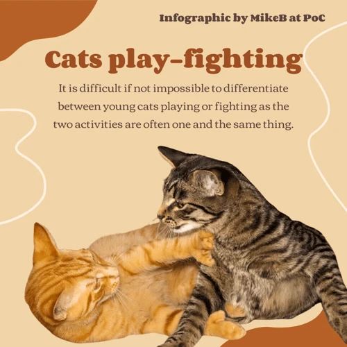Tips And Tricks For Dealing With Aggression In California Spangled Cats